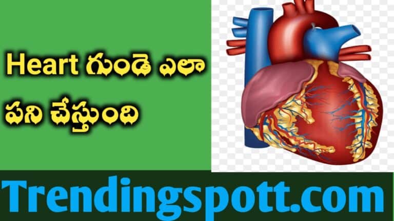 Heart గుండె ఎలా పని చేస్తుంది